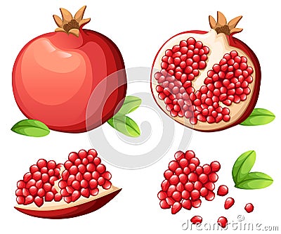 Pomegranate and fresh seeds of pomegranates. Vector illustration of opened pomegranate. Vector illustration for decorative poster, Cartoon Illustration