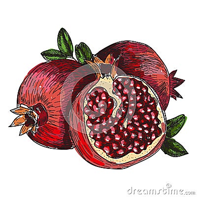Pomegranate fruit, berry. Organic nutrition healthy food. Engraved hand drawn vintage retro vector Pomegranate engraving Vector Illustration