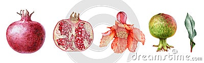 Pomegranate fruit and flower watercolor set. Hand drawn realistic tasty garnet red fruit. Pomegranate close up elements. Stock Photo