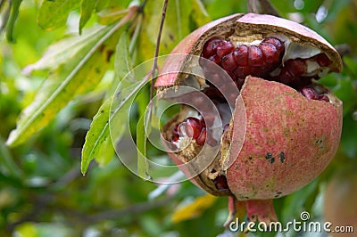 Pomegranate fruit, Punica granatum Stock Photo