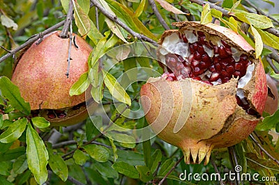 Pomegranate fruit, Punica granatum Stock Photo