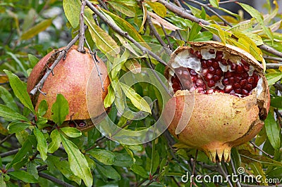 Pomegranate fruit, Punica granatum Stock Photo