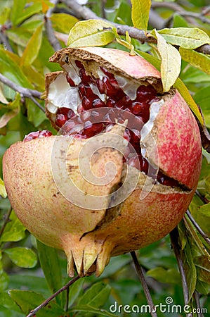 Pomegranate fruit, Punica granatum Stock Photo