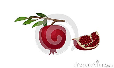 Pomegranate Fruit with Red-purple Husk with Inner, Spongy Mesocarp with Edible Seeds Vector Set Vector Illustration