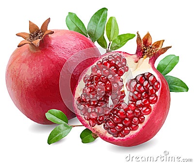 pomegranate fruit vector illustration on white background, very detailed Vector Illustration