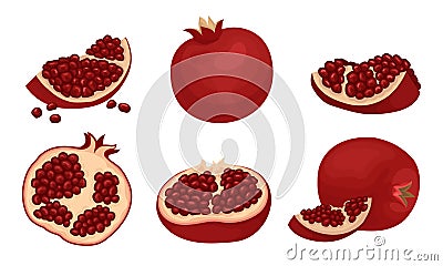 Pomegranate Fruit Whole and Sectioned with Many Seeds Inside Vector Set Vector Illustration