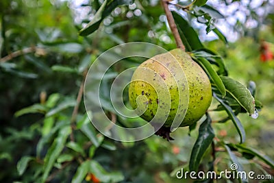 Beautiful Pomegranate fruits in Tree Branch Stock Photo