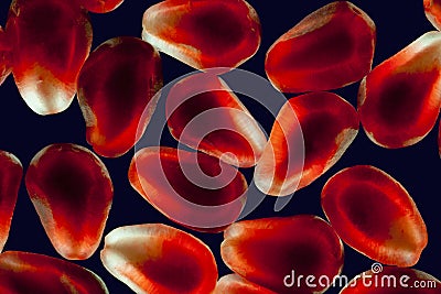 Pomegranate grains close up Stock Photo