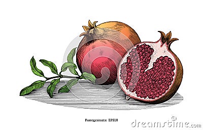 Pomegranate hand drawing vintage clip art isolated on white back Vector Illustration