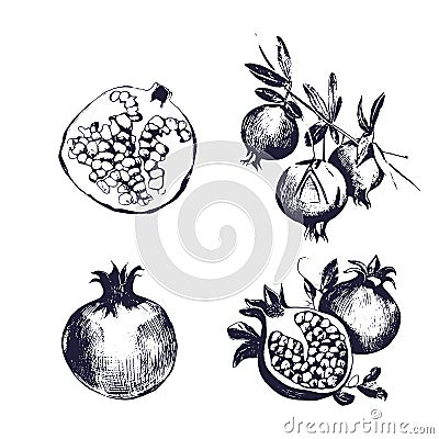 Pomegranate hand drawn set. Collection on white background, isolated fruit whole, cutaway, on a branch. Vector sketch Vector Illustration