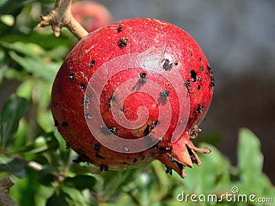 Infected Pomegranate Stock Photo