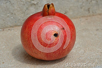 Pomegranate Infected by Mediterranean fruit fly Stock Photo