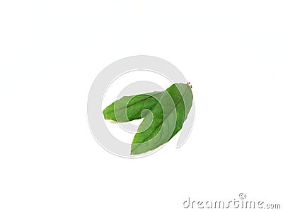 Pomegranate leaves on white background Stock Photo