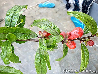 pomegranate plants have many flowers Stock Photo