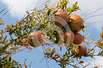 The pomegranate (Punica granatum) Stock Photo