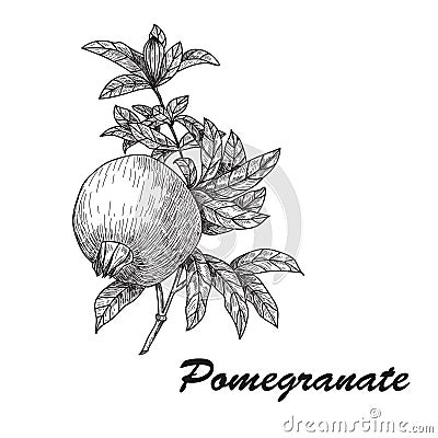 Pomegranate Punica granatum branch with fruit and leaves. Hand drawn botanical vector illustration. Vector Illustration