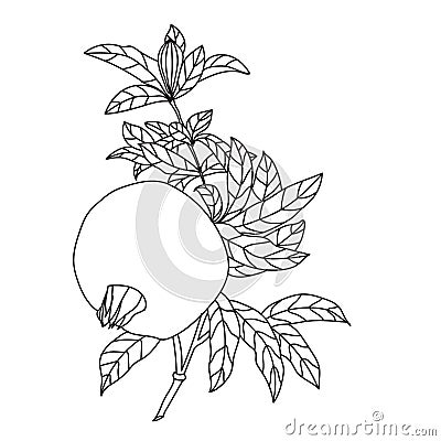 Pomegranate Punica granatum branch with fruit and leaves. Hand drawn botanical vector illustration. Vector Illustration