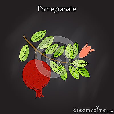 Pomegranate Punica granatum branch with fruit and leaves Vector Illustration