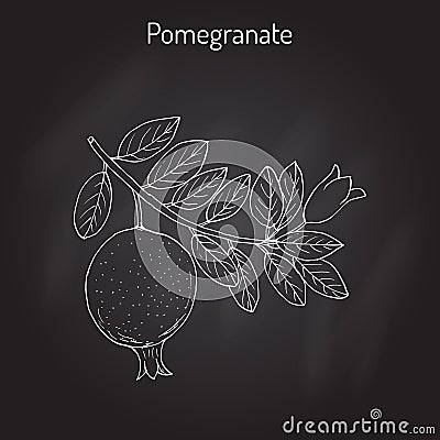 Pomegranate Punica granatum branch with fruit and leaves Vector Illustration