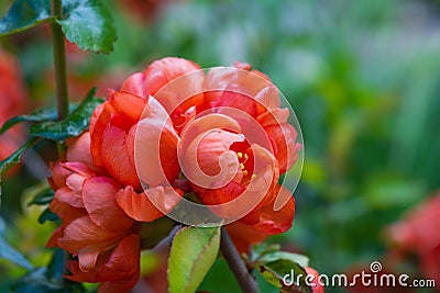 Pomegranate or Punica granatum red flowers. Pomegranate blossom branch Editorial Stock Photo