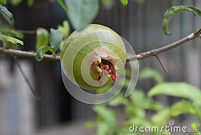 pomegranate in thai Stock Photo