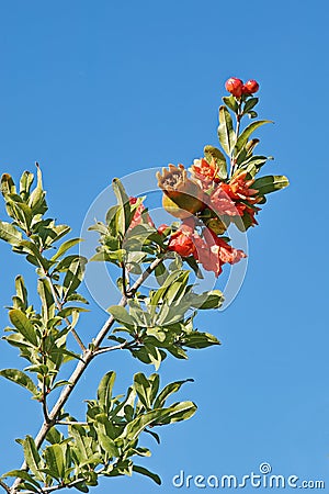 Pomegranate tree in bloom Stock Photo