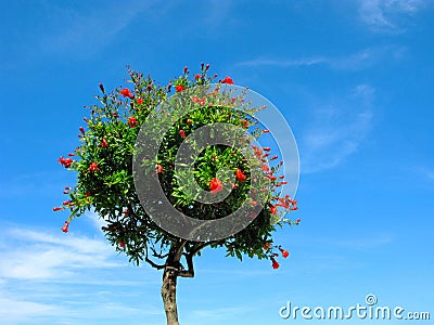 Pomegranate tree blooming, isolated on blue sky Stock Photo