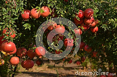 Pomegranate tree Stock Photo