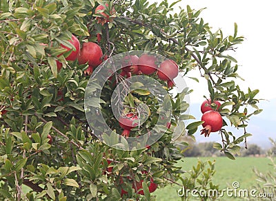 pomegranate tree, tree branch, red pomegranates Stock Photo