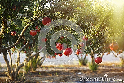 Pomegranate Blooming in Israel, sunset. Rosh HaShanah Stock Photo