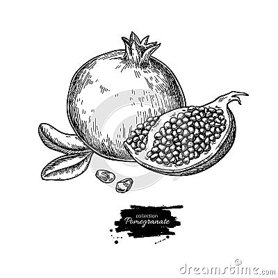 Pomegranate vector drawing. Hand drawn tropical fruit illustration. Engraved summer Vector Illustration