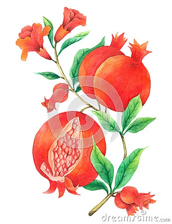 Pomegranate Vine watercolor isolated on white background , Hand drawn painted for Greeting Card ,Wallpaper ,Postcards, Stock Photo