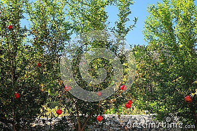 Pomegranates ripen on a tree Stock Photo