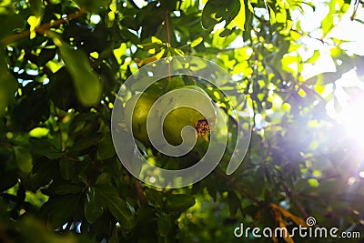 The pomegranates ripen on the tree Stock Photo