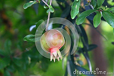 Pomegranates ripen on trees in a city park Stock Photo