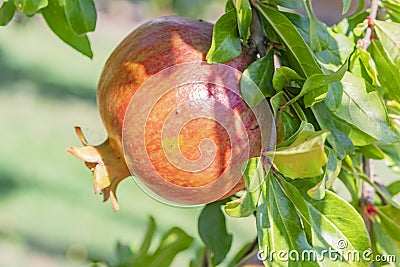 Pomegranates on tree banches in green nature. Stock Photo