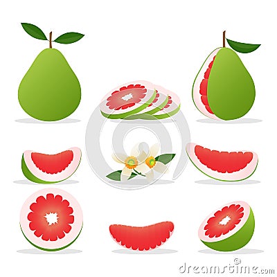 Pomelo cartoon style Vector Illustration