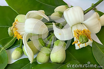 Pomelo citrus fruit flowers on white Stock Photo