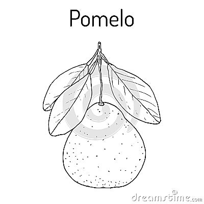 Pomelo Citrus maxima , or pamplemousse, jabong, shaddock - citrus fruit Vector Illustration