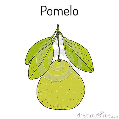 Pomelo Citrus maxima , or pamplemousse, jabong, shaddock - citrus fruit Vector Illustration