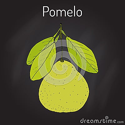 Pomelo Citrus maxima , or pamplemousse, jabong, shaddock - citrus fruit Vector Illustration