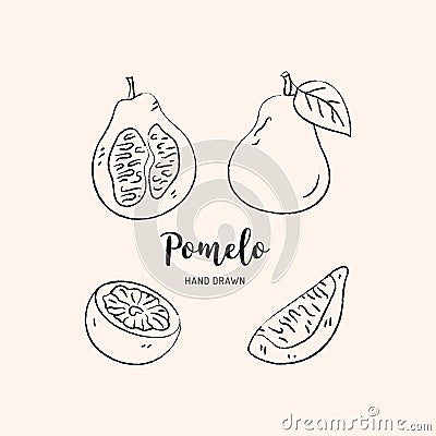 Pomelo fruit graphic drawing. Sketch of pomelo on a white background. Vector illustration Vector Illustration