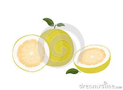 Pomelo fruit tropical exotic citrus, vector isolated illustration. Pummelo or shaddock fruits half cut and whole. Vector Illustration
