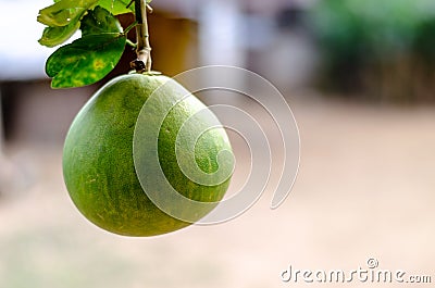 Pomelo Fruite Stock Photo