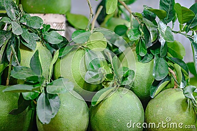 Pomelo fruits - Citrus maxima Stock Photo