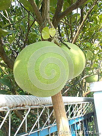 Pomelo pummelo tree and fruit Stock Photo