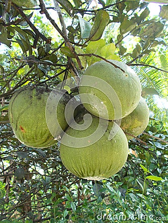 Pomelo pummelo tree closeups Stock Photo