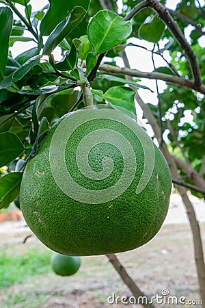 Pomelo, ripening fruits of the pomelo, natural citrus fruit, green pomelo hanging on branch of the tree on background of green Stock Photo