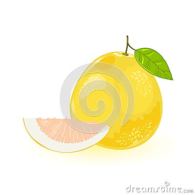 Pomelo or shaddock whole with green leaf and segment of it. Yellow sweet largest citrus fruit. Vector Illustration