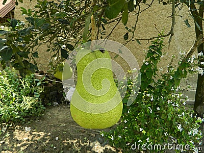 Pomelo on tree close up shot. White flowers. Day time. Stock Photo